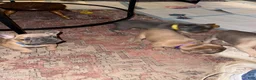 French Bulldog dogs for sale: French Bulldog 1 - Ad 4