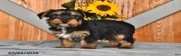 Mixed Breed dogs for sale: Raymond - Ad 5
