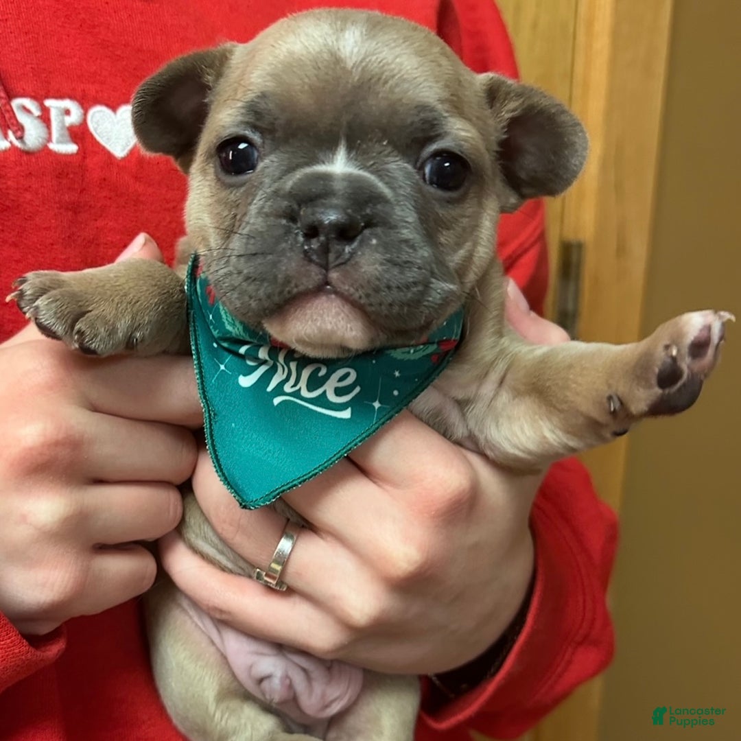 French Bulldog dogs for sale: Pernell - Ad 7