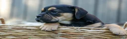 Beabull dogs for sale: Ace 🐶✨ - Ad 6
