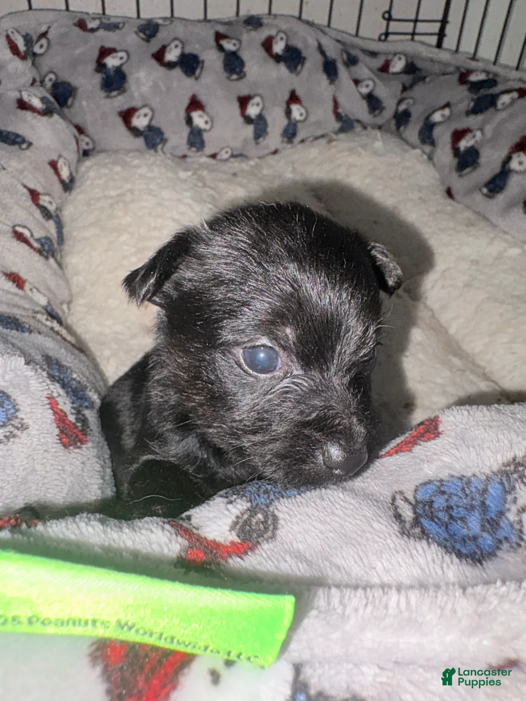 Yorkiepoo dogs for sale: Trouble - Ad 1