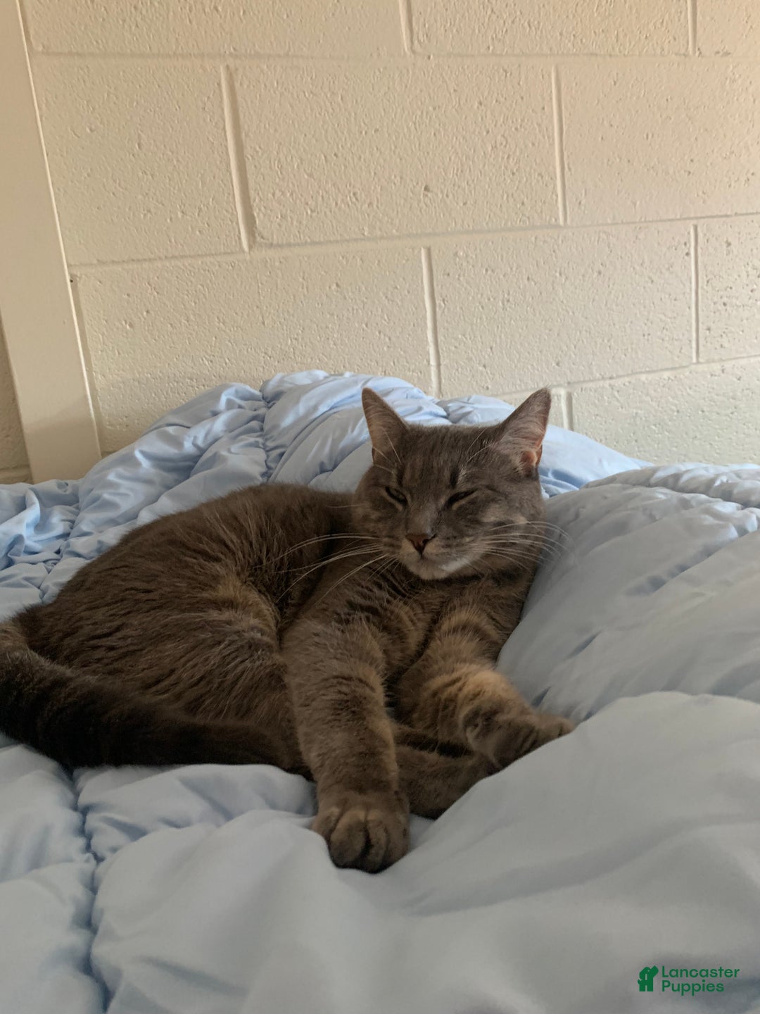 Mixed Breed dogs for sale: rosy - Ad 8