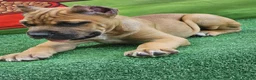 Cane Corso dogs for sale: BONNIE - Ad 5