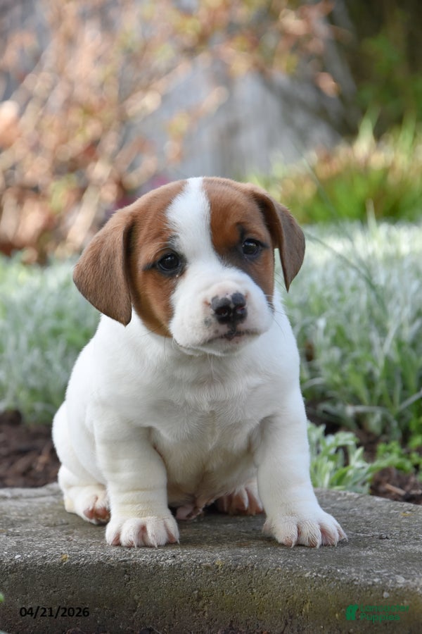 Jack Russell Terrier dogs Johnny - Ad 1