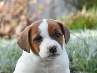 Jack Russell Terrier dogs for sale: Johnny - Ad 4