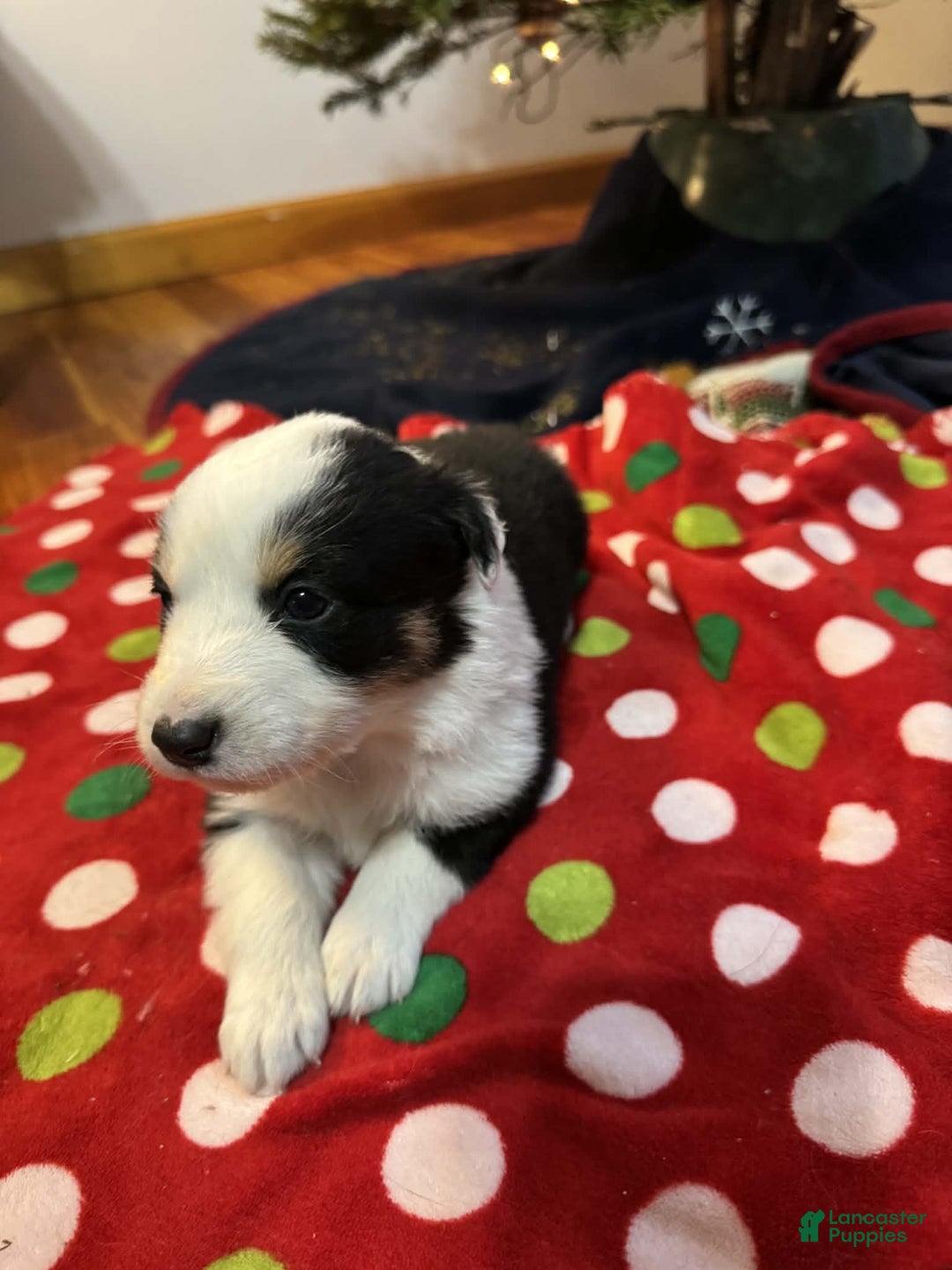 Australian Shepherd dogs for sale: Snowy - Ad 5