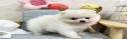 Pomeranian dogs for sale: Larry - Ad 5