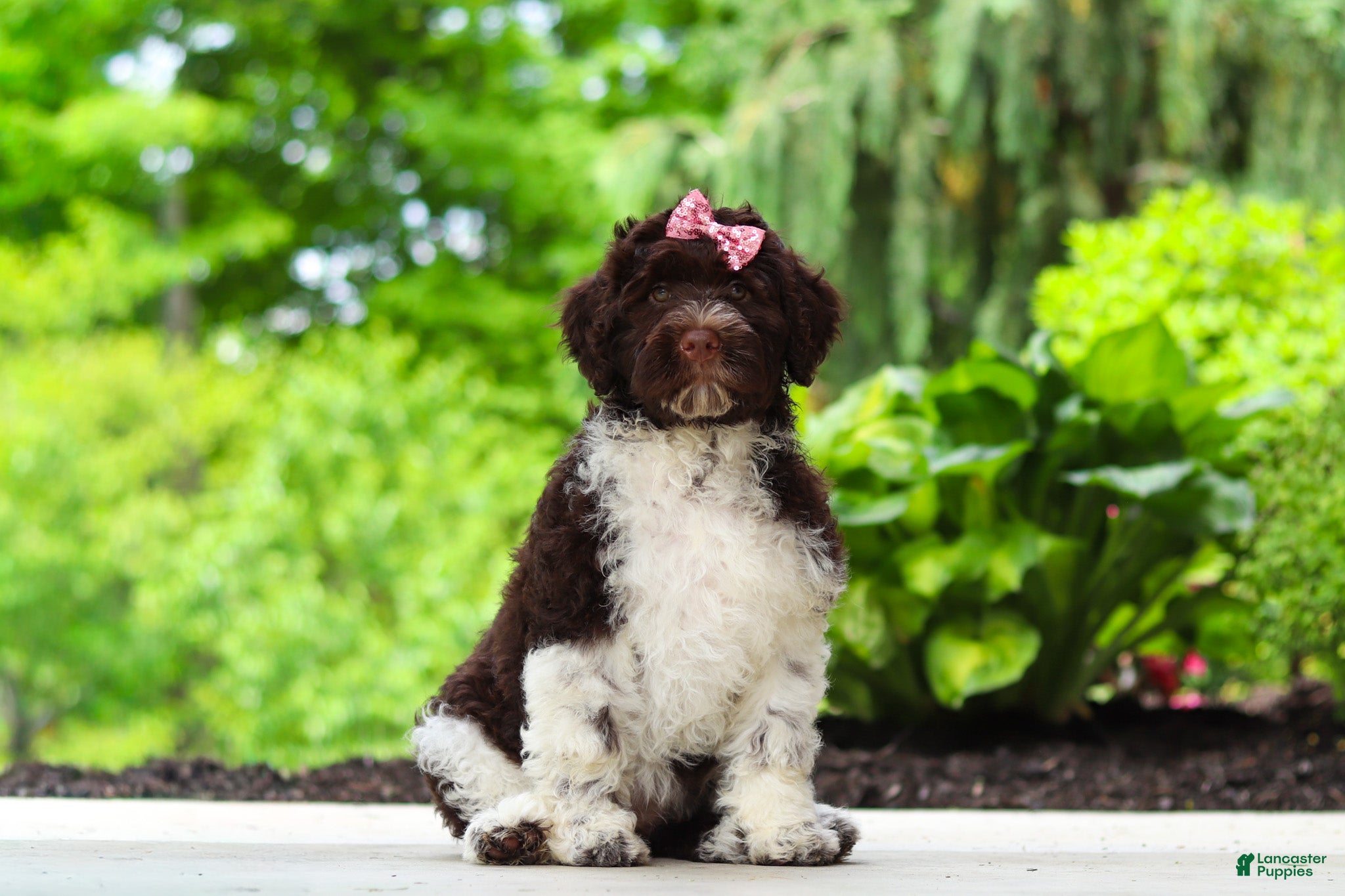 Portuguese Water Dog dogs Lily - Ad 2