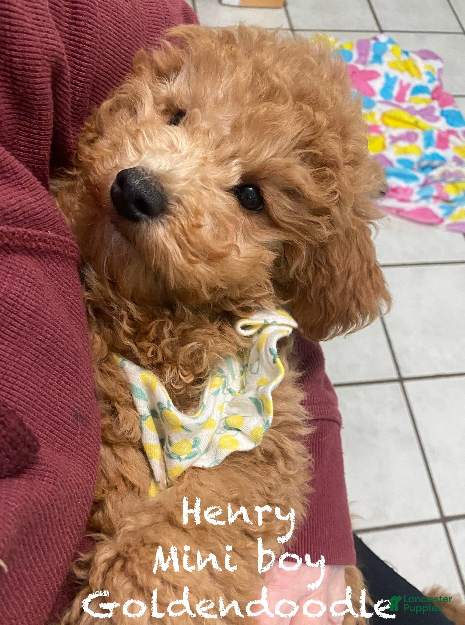 Mini Goldendoodle dogs Mini Goldendoodle Puppy Henry  - Ad 16
