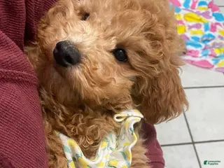 Mini Goldendoodle dogs Mini Goldendoodle Puppy Henry - Ad 20