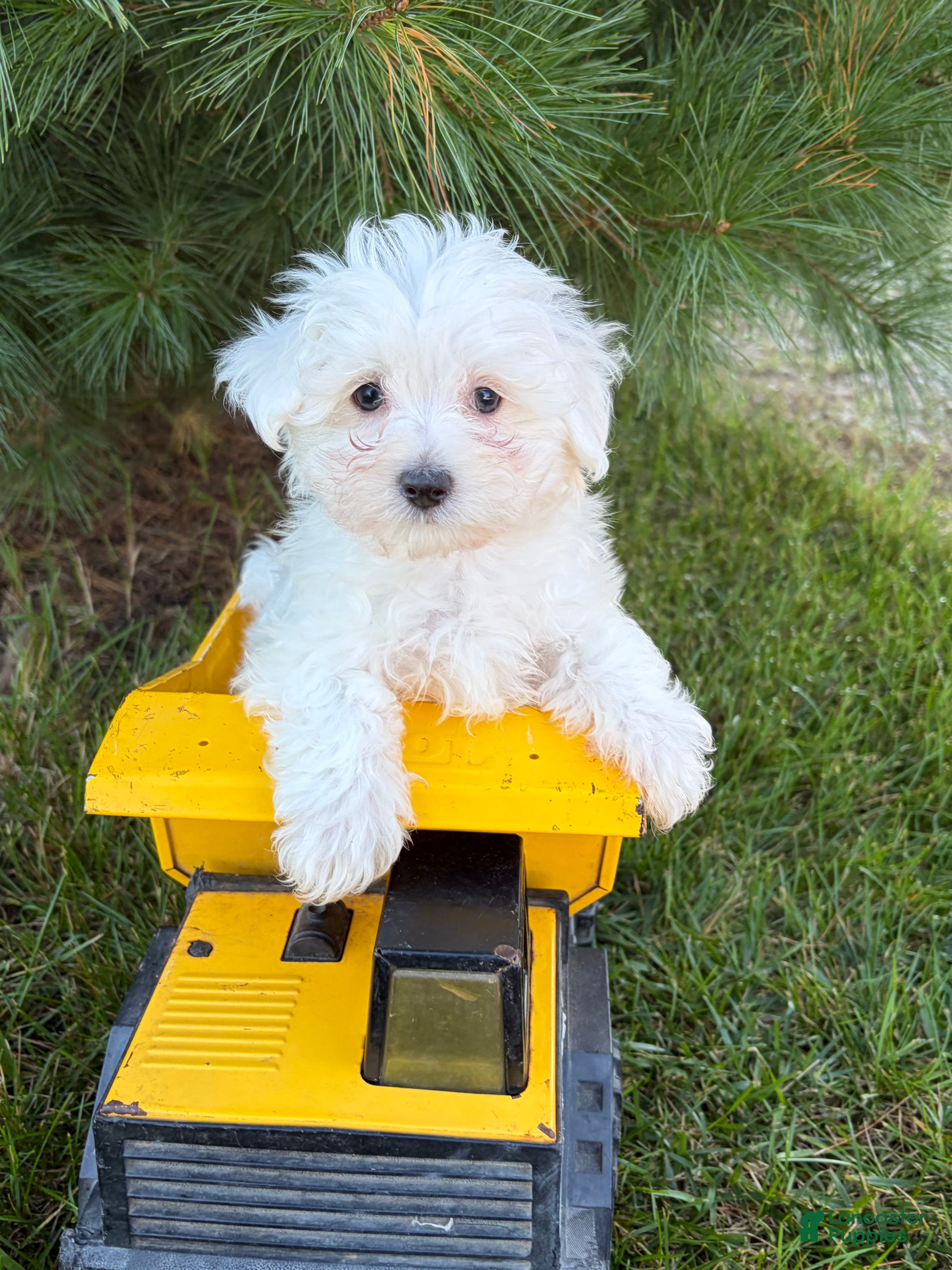 Maltese dogs Eddie - Ad 28