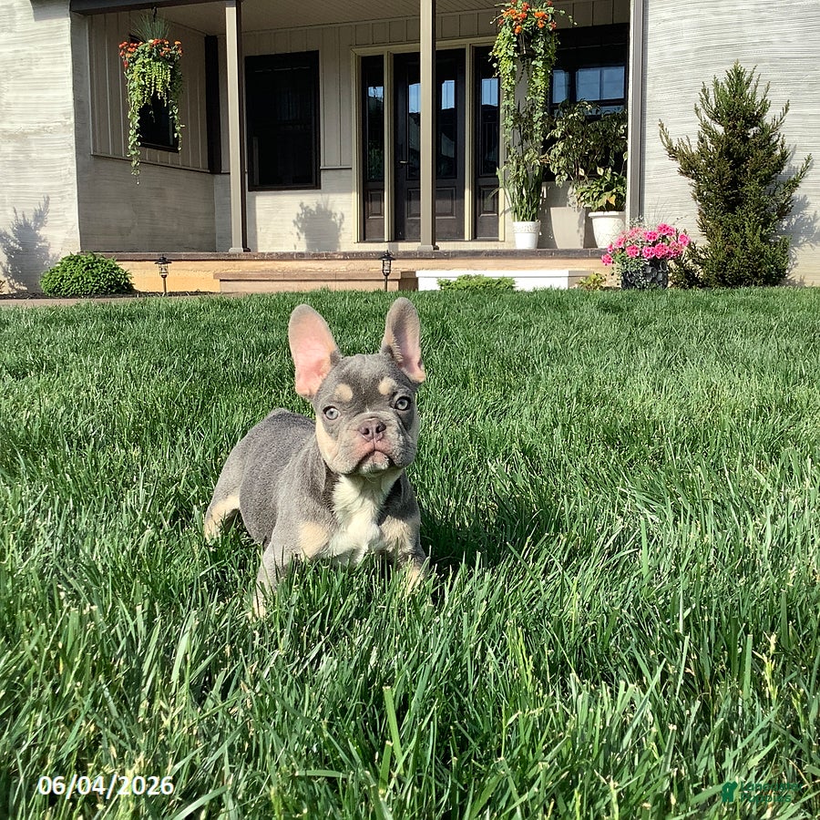 French Bulldog dogs for sale: Casper - Ad 1