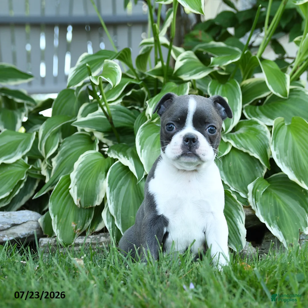 Boston Terrier dogs for sale: Vienna - Ad 2