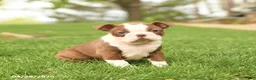 Boston Terrier dogs for sale: Ruby - Ad 1