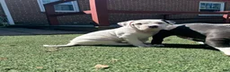 Mixed Breed dogs for sale: Titan - Ad 2