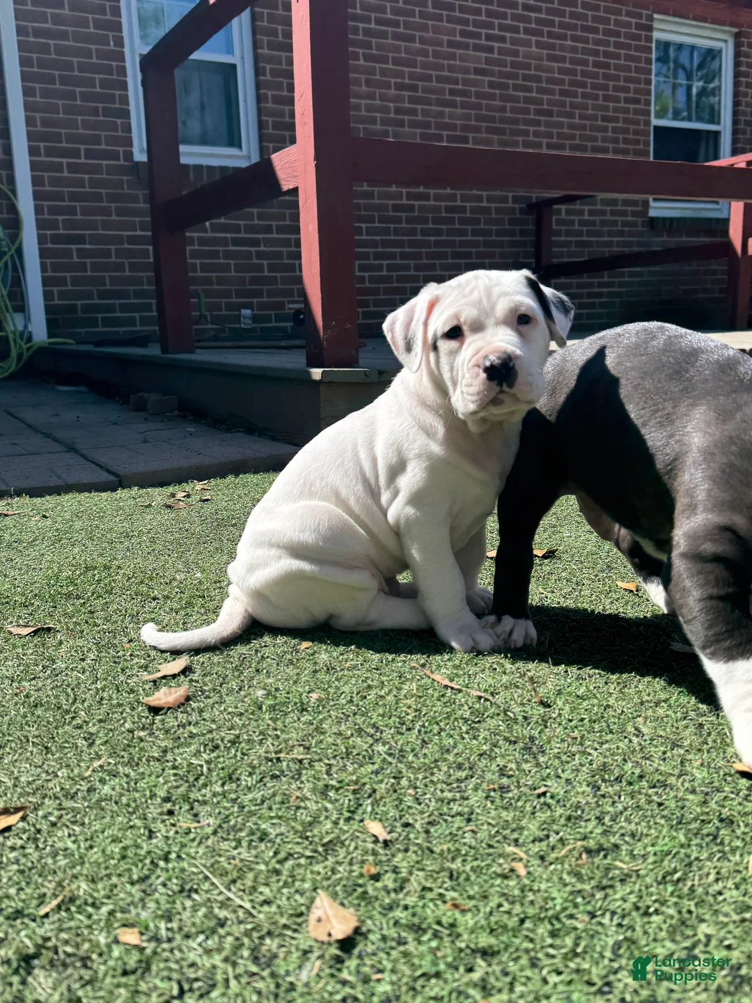 Mixed Breed dogs for sale: Titan - Ad 2