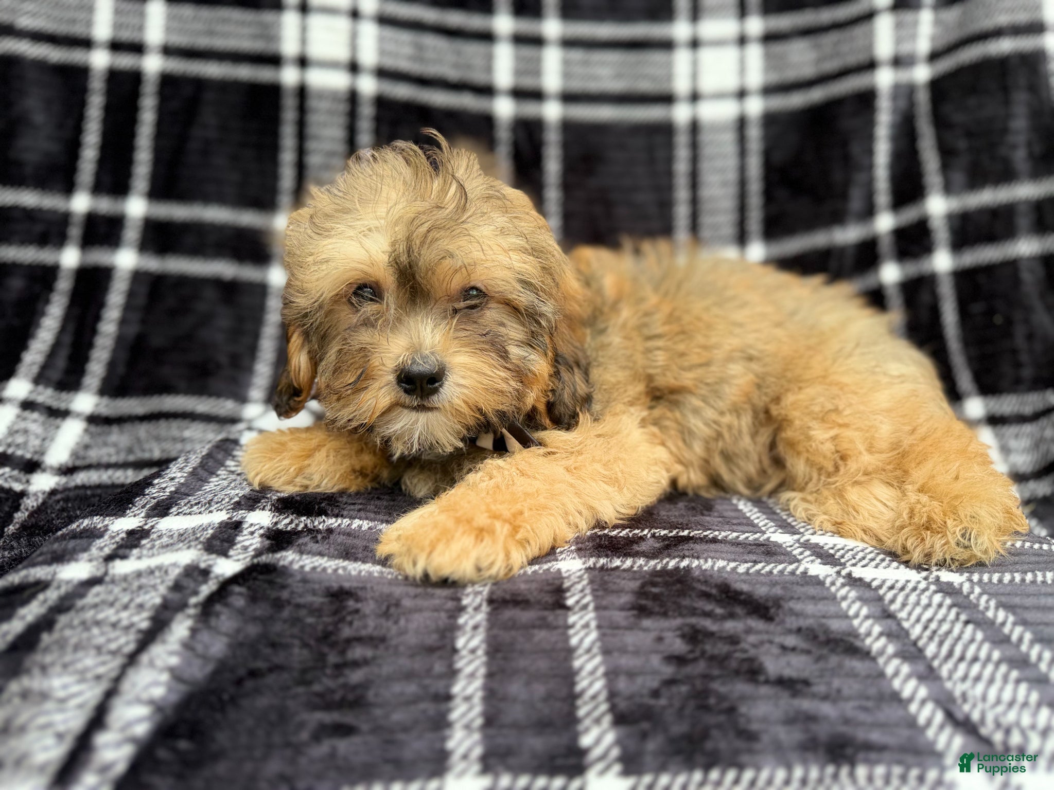 Shihpoo dogs Diego - Ad 8