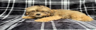 Diego