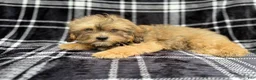 Shihpoo dogs for sale: Diego - Ad 1
