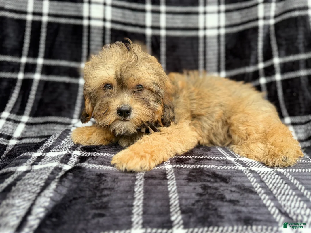 Shihpoo dogs for sale: Diego - Ad 1