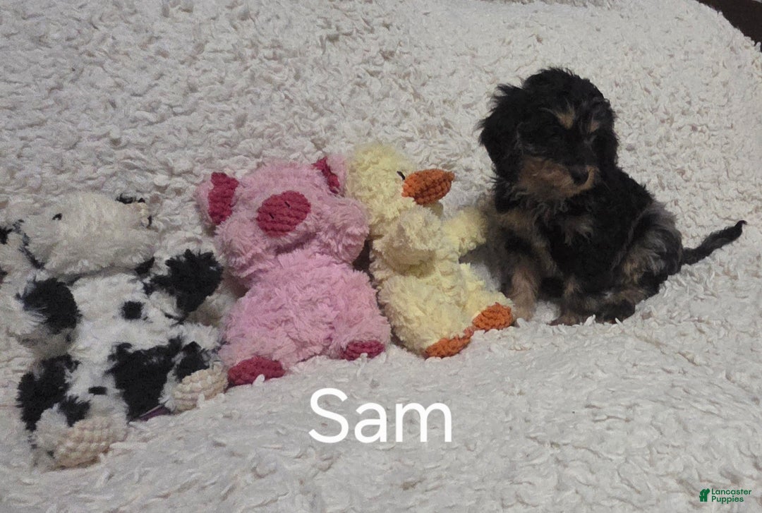 Cockapoo dogs for sale: Sam - Ad 2