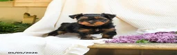 Yorkshire Terrier dogs for sale: Max - Ad 1