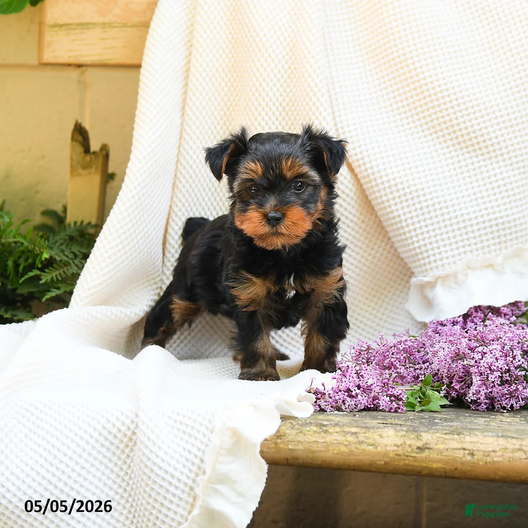 Yorkshire Terrier dogs for sale: Max - Ad 1