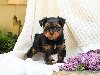 Yorkshire Terrier dogs for sale: Max - Ad 1
