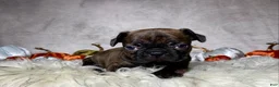 Mixed Breed dogs for sale: Miss Millie - Ad 5