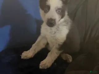 German Shepherd dogs Frost - Ad 4