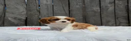 Cavalier King Charles Spaniel dogs for sale: Kenton - Ad 6
