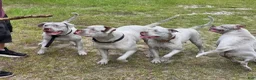 American Bulldog dogs for sale: American Bulldog 6 - Ad 12
