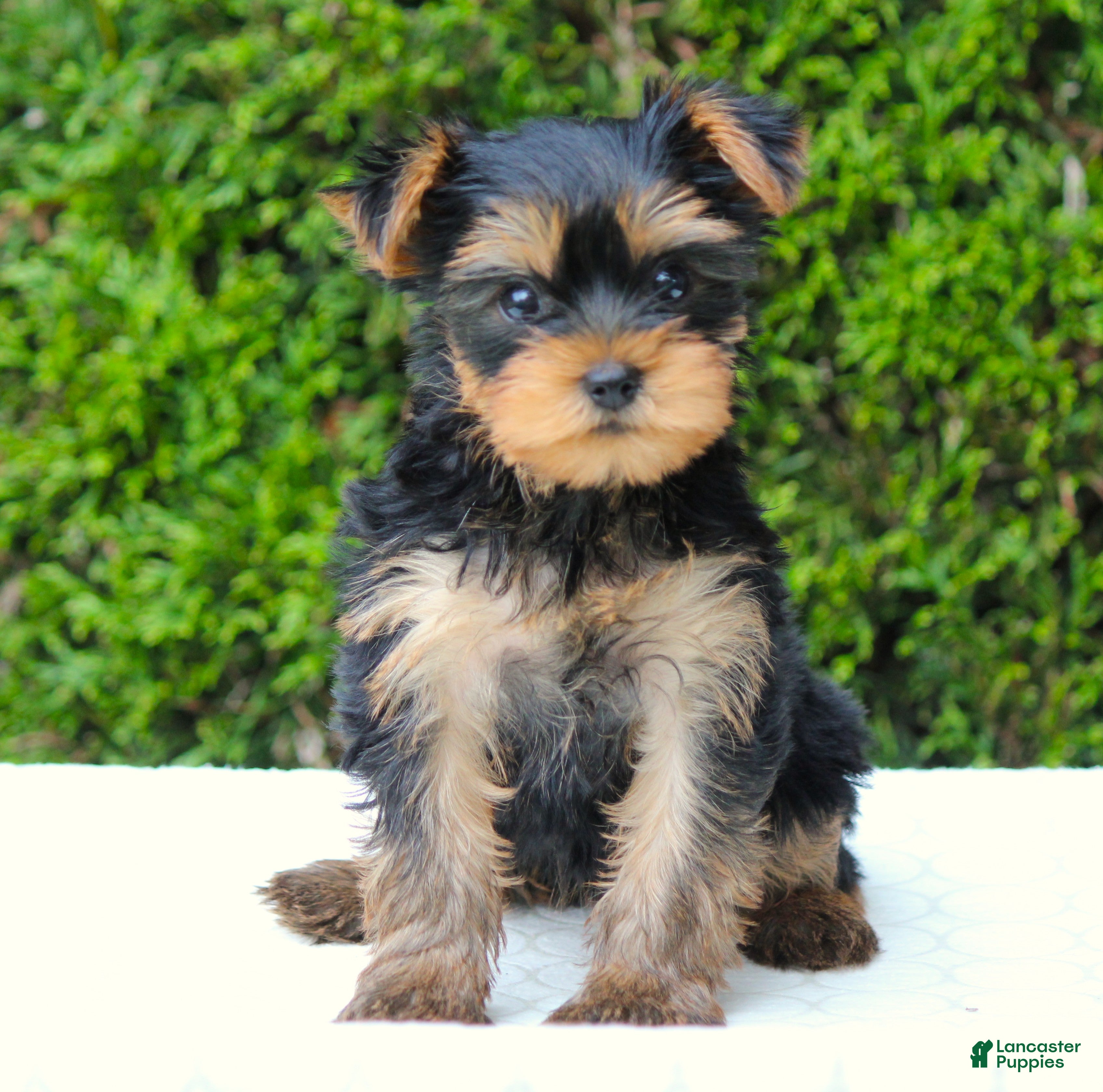 Yorkshire Terrier dogs Rissa - Ad 1