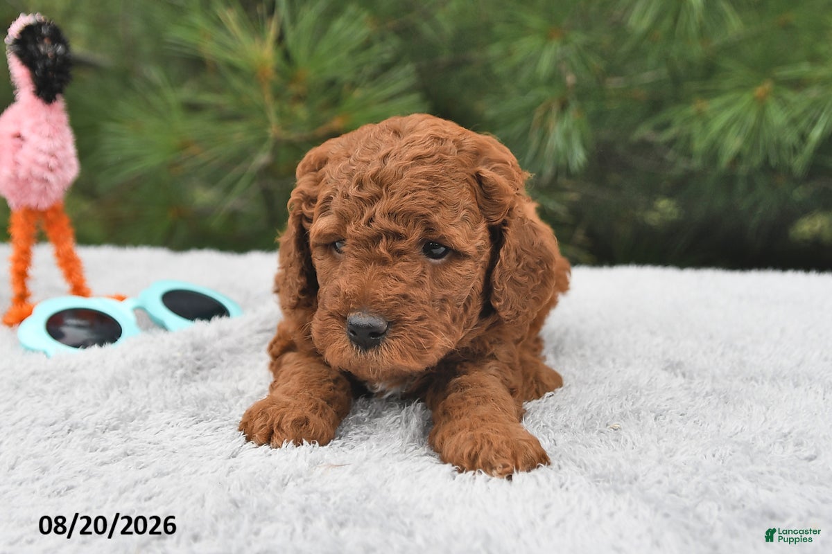 Mini Goldendoodle dogs Bentley - Ad 2