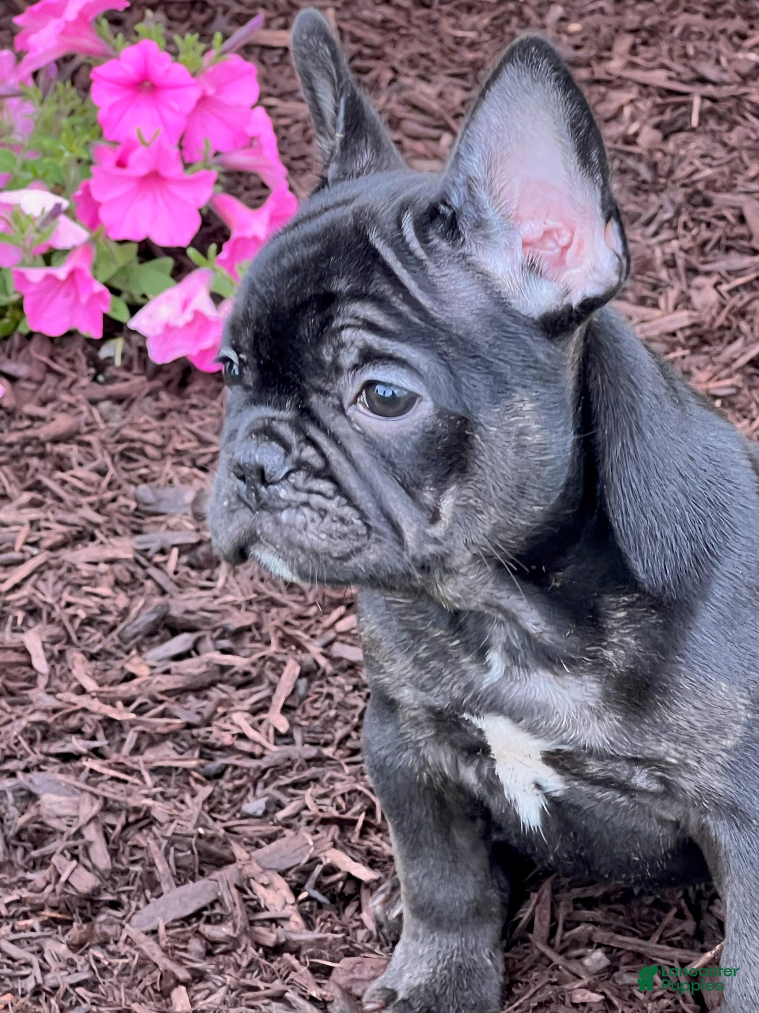 French Bulldog dogs for sale: Bruno - Ad 1