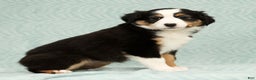 Australian Shepherd dogs for sale: Oakley - Ad 2