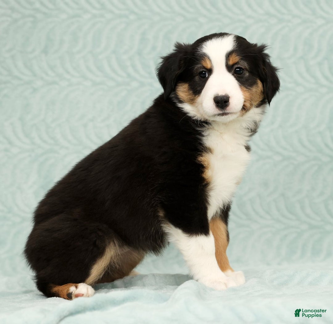 Australian Shepherd dogs for sale: Oakley - Ad 2