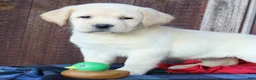 Labrador Retriever dogs for sale: Jackson - English Champ lines - Ad 3