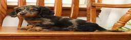Miniature Dachshund dogs for sale: Tanner - Ad 6