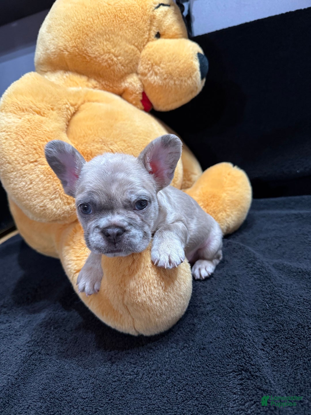 French Bulldog dogs for sale: Silver - Ad 8