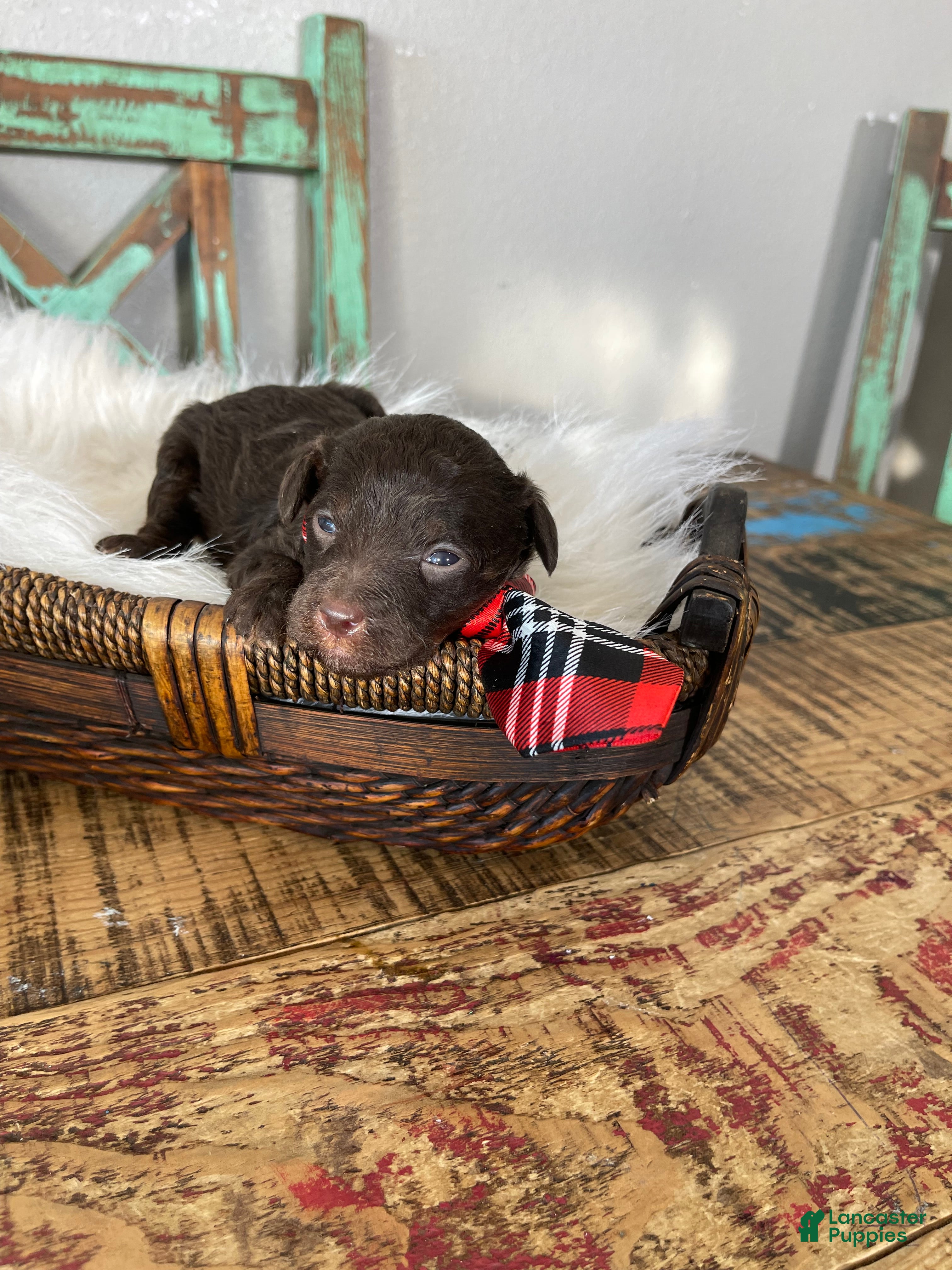 Miniature Poodle dogs Akc Clear Chocolate Phantom Boy 1 - Ad 3