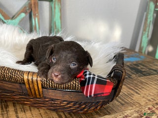 Miniature Poodle dogs Akc Clear Chocolate Phantom Boy 1 - Ad 3