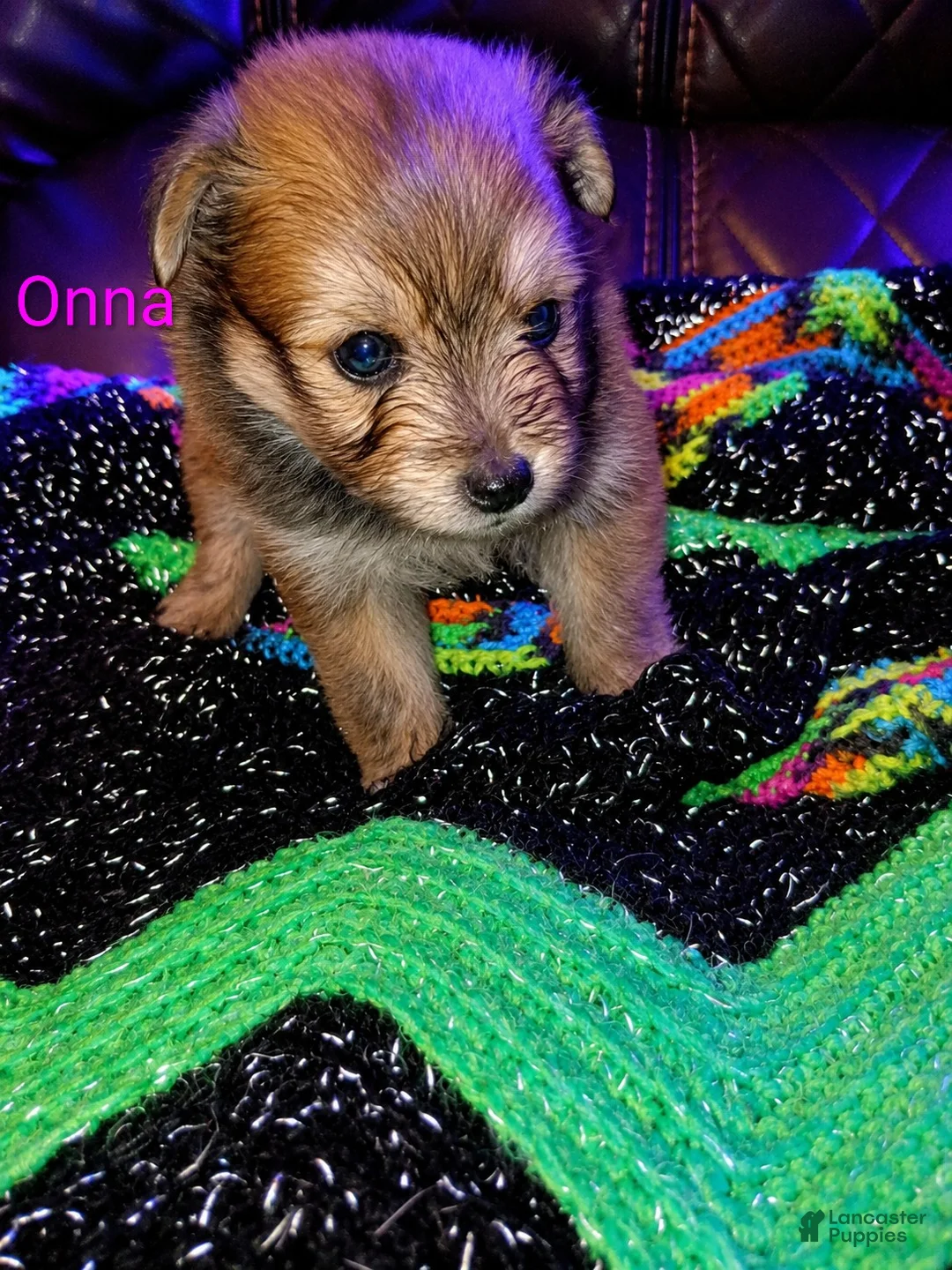 Mixed Breed dogs for sale: Onna - Ad 2