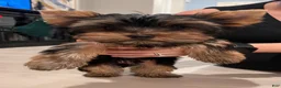 Yorkshire Terrier dogs for sale: Yorkshire Terrier 1 - Ad 1