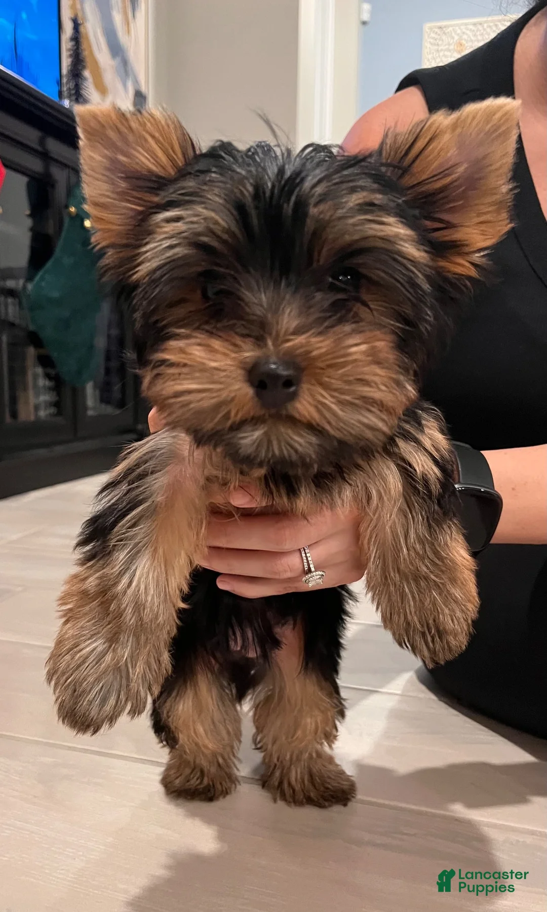 Yorkshire Terrier dogs for sale: Yorkshire Terrier 1 - Ad 1
