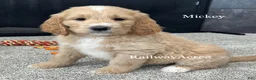 Goldendoodle dogs for sale: Mickey - Ad 3