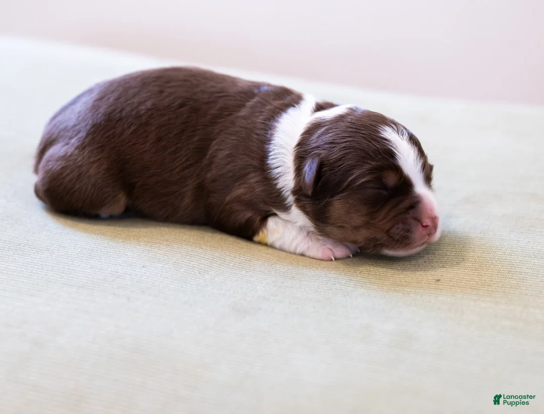 Miniature Australian Shepherd dogs for sale: Charolette - Ad 4