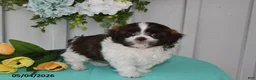 Shih Tzu dogs for sale: Tulip - Ad 3