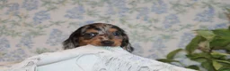 Dachshund dogs for sale: PETUNIA - Ad 3