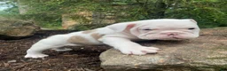 English Bulldog dogs for sale: Scout - Ad 11